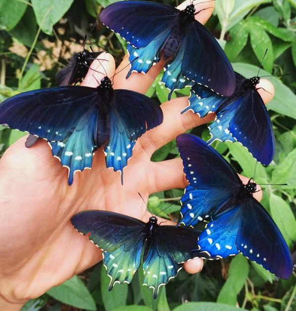 InfiniteFireOrg's tweet photo. One man devotes time to saving a butterfly from extinction #infinitefireinc #Timwong https://t.co/GaS5BpGUFy https://t.co/WZN0pfG5cu