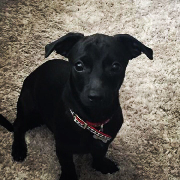 DRadditz's tweet image. World meet Watson!