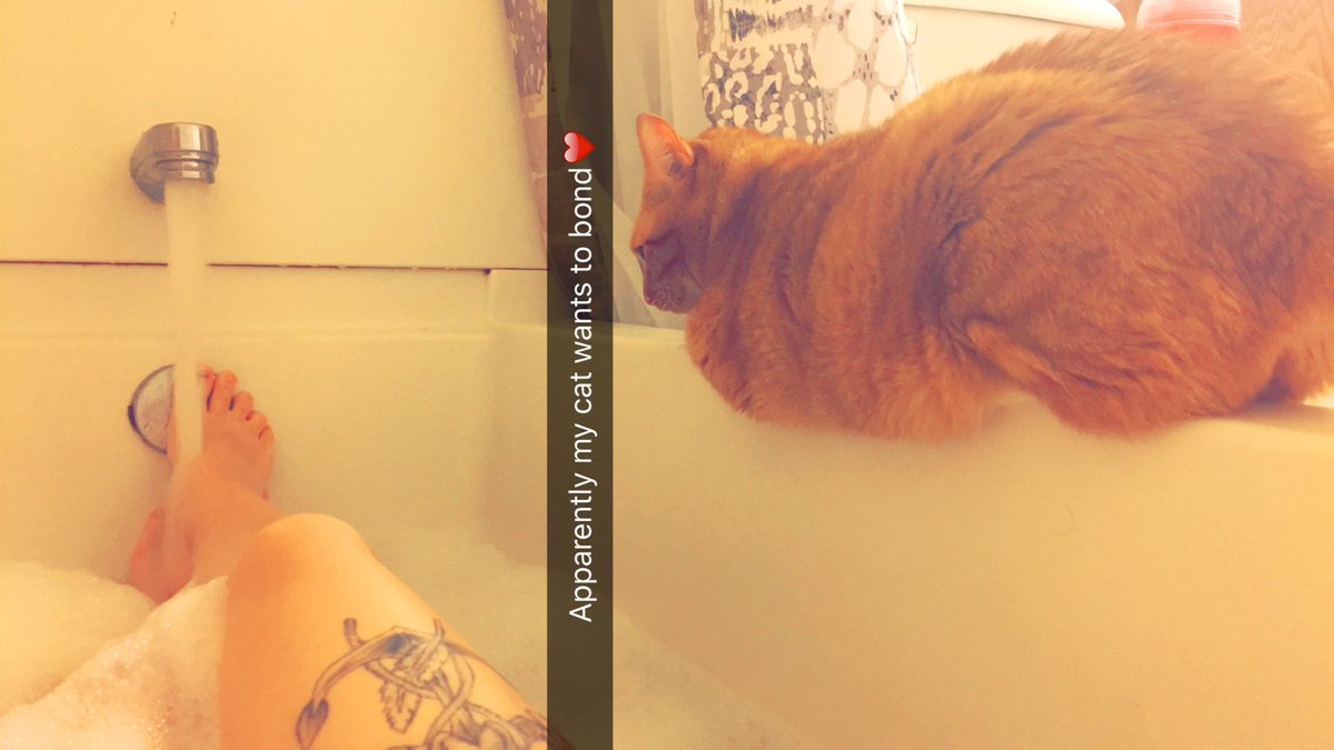 tay_diver's tweet photo. I love my cats❤️ happy I rescued them. @KassiaWells https://t.co/RanUQnuSBN