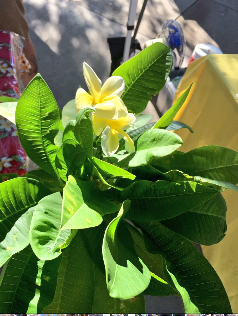 totallytucson's tweet photo. New vendor at @FoodInRoot #StPhilipsFarmersMarket #FoodInRoot is pure beauty. #MikesPlumerias #Tucson https://t.co/DOjsGxJeSi