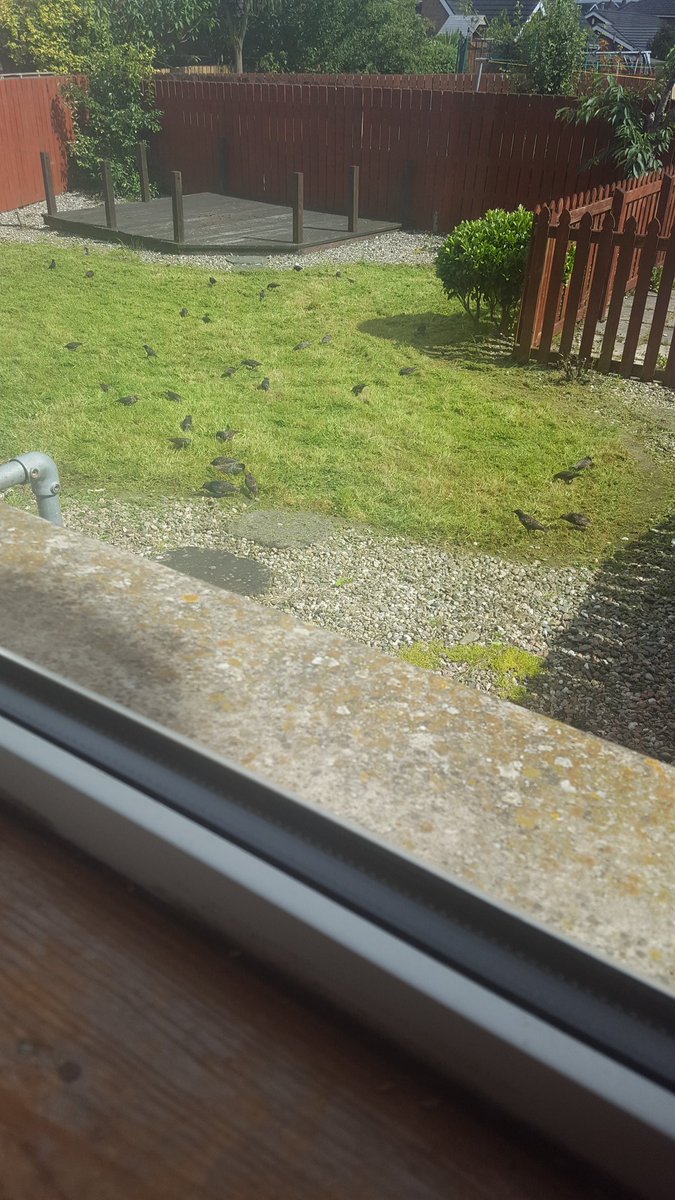 quadpgravity's tweet photo. Tuppence a bird 🎶 https://t.co/nqZUIBA8et