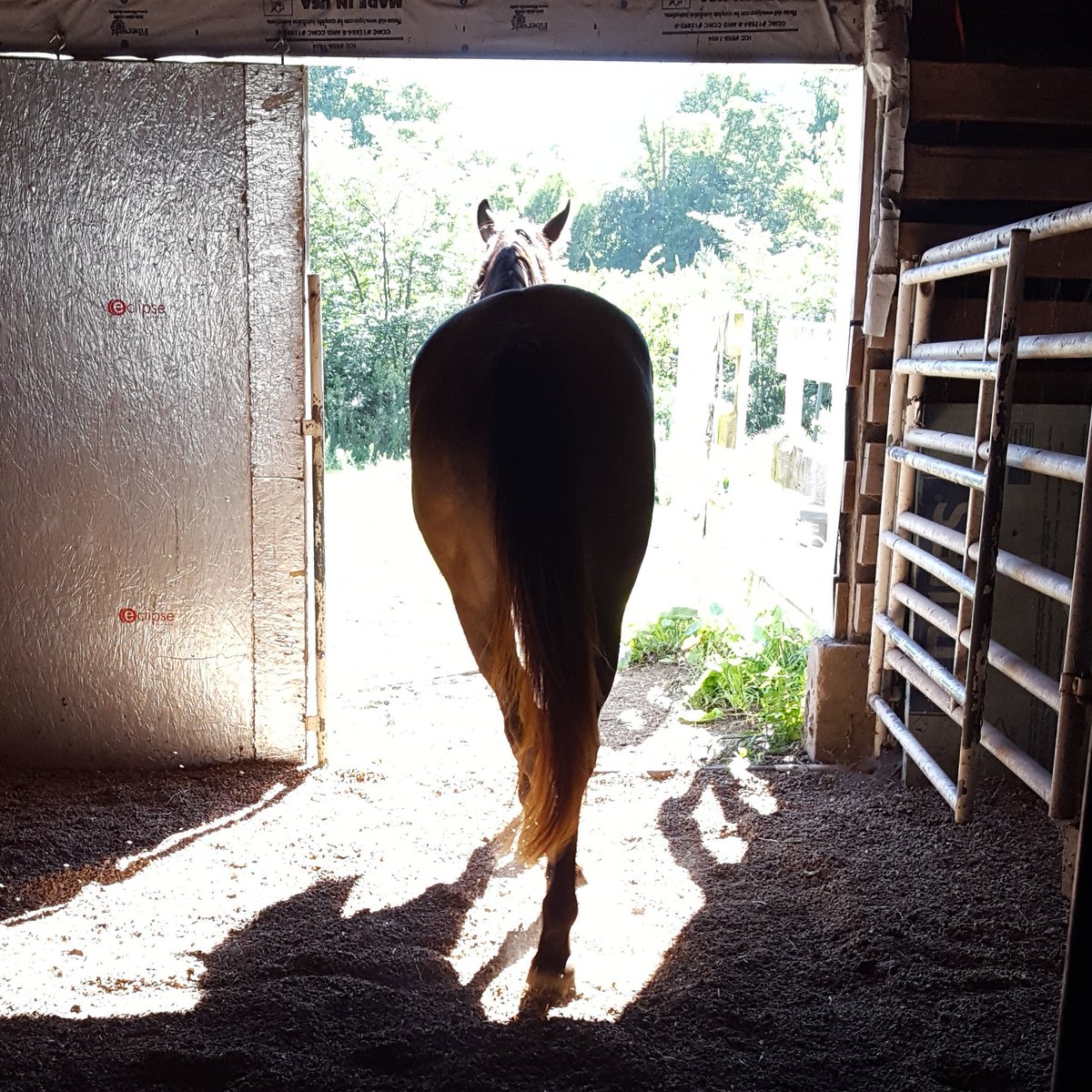 devandrose's tweet image. Heading out to graze it up for the day!  Gotta get some energy for our afternoon workout. 🐴💪 #horsebutt  #devandrose