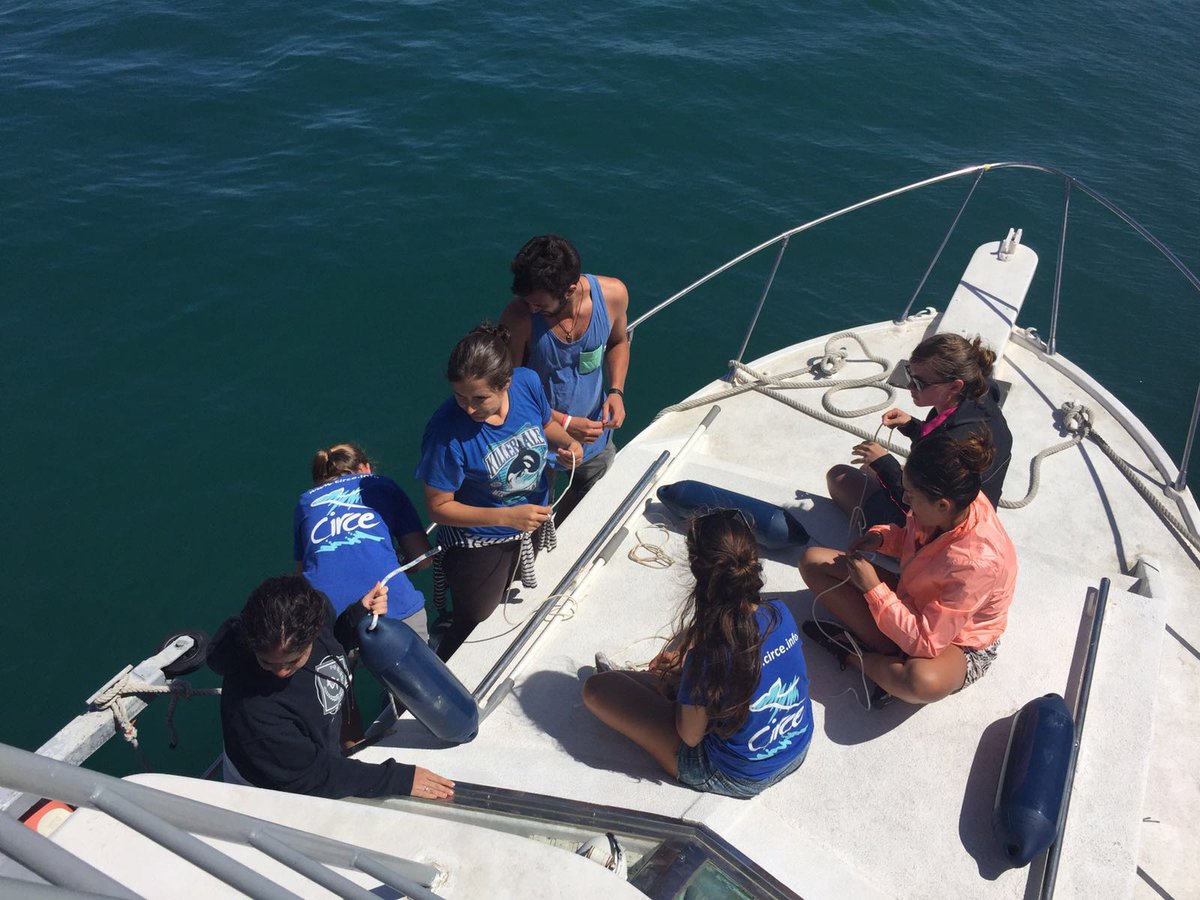 Estamos con #CIRCEproyectoorcas del Estrecho. Esta semana hemos conseguido marcar una de ellas. ¿Mediterráneo?