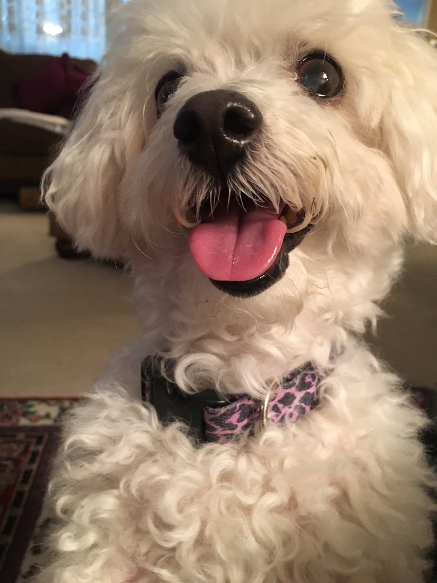 lable23's tweet image. Rest in peace my sweet angel baby💕 🐾