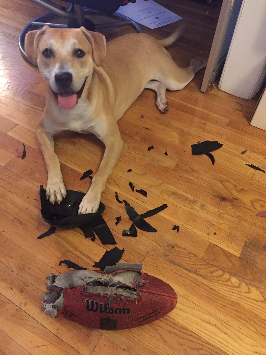 airhead_genius's tweet photo. Our dog ate a football and literally pooped out the N from NFL. Dying laughing!!! #ewww #funnythough https://t.co/r6piIjut8N