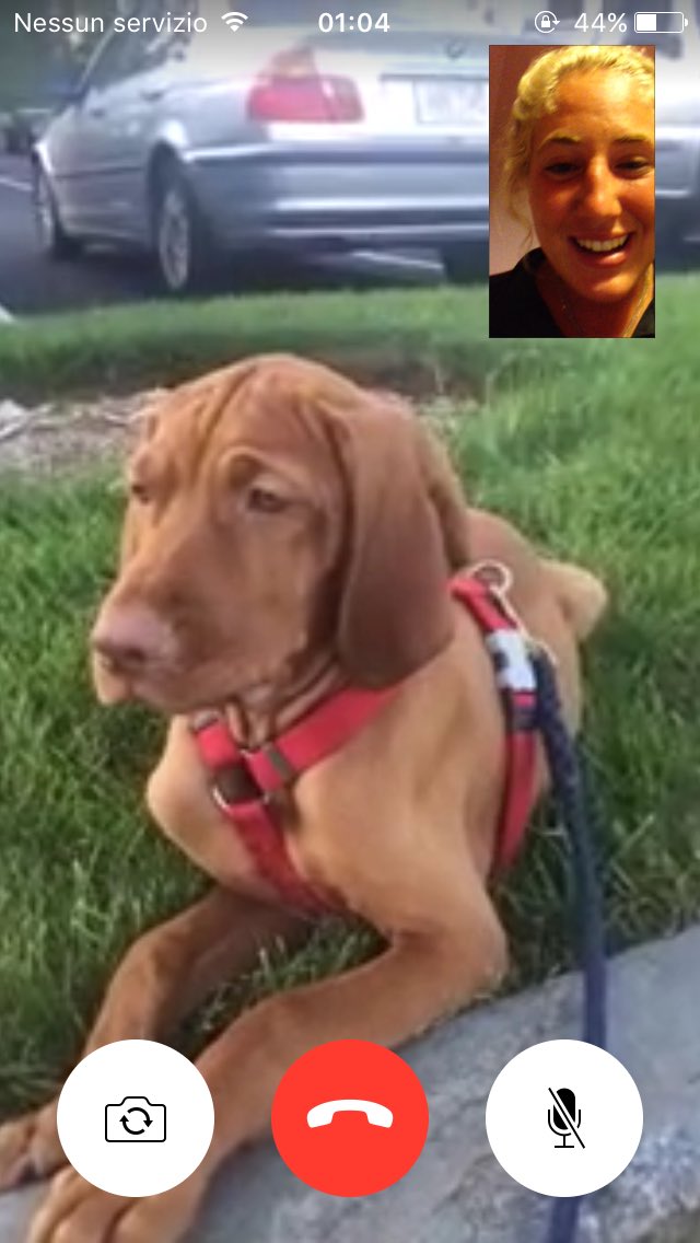 LOLymapointe427's tweet photo. Also my dog is so cute ughh https://t.co/NWGhtSATDK