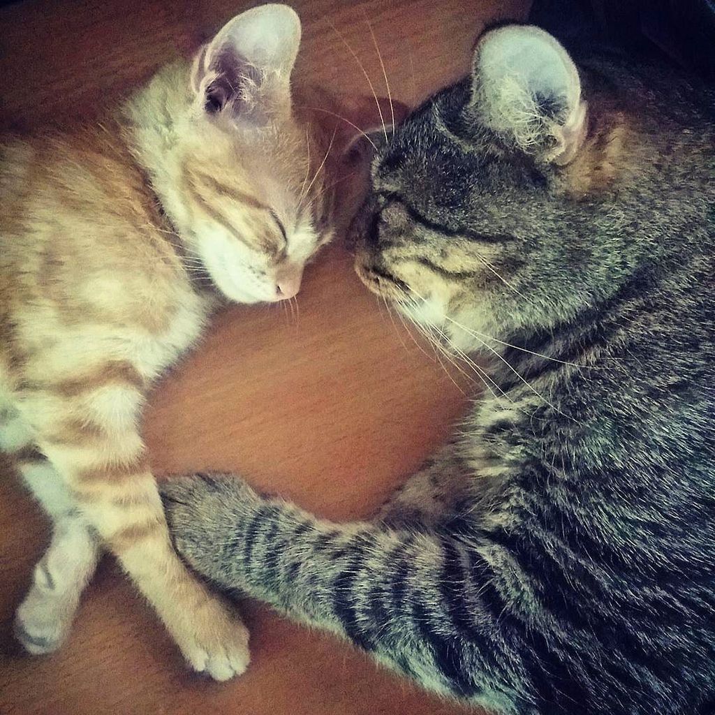 NeiraNina's tweet photo. Niedziela to czas odpoczywania po całym tygodniu nieróbstwa.
#koty #kot #instakot #instak… https://t.co/zKMDTPmanv https://t.co/z6u6iPLbE1
