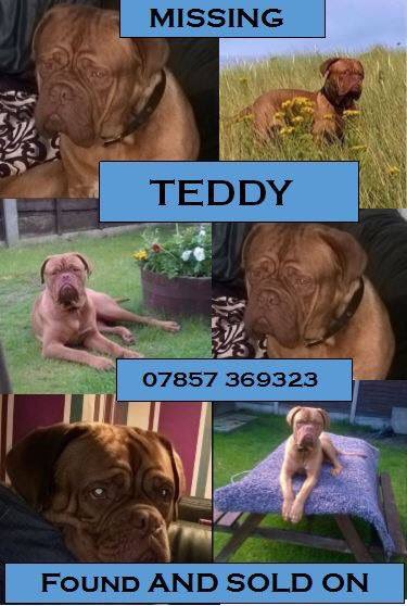 LostPetsRetweet's tweet image. 🆘🆘 Please RT for @HelpMeFindTeddy #HelpMeFindTeddy 🆘🆘