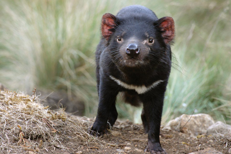 BenueZoo's tweet photo. Endangered Species Monday | Tasmanian Devil | Sarcophilus harrisii. https://t.co/6BZqYE2Q0R https://t.co/6xvxhTkzCZ