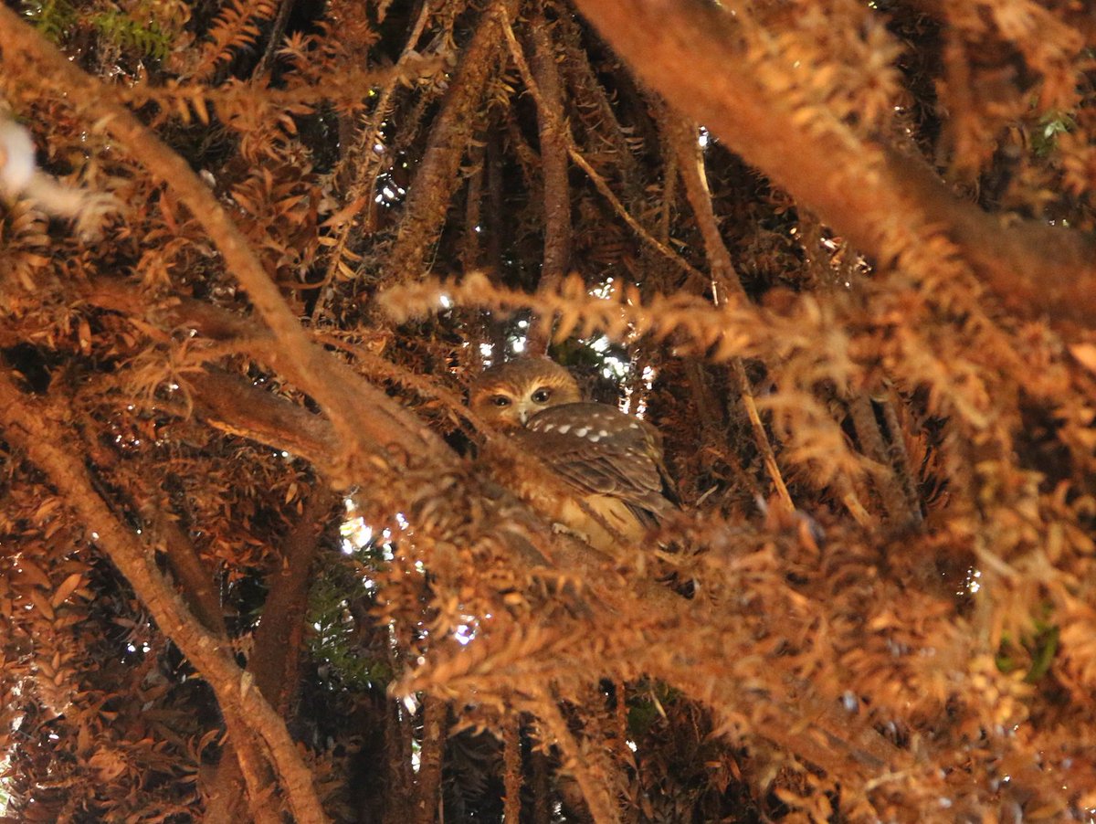 BotGardensSA's tweet image. Anyone else feeling as sleepy as this Southern Boobook #owl spotted in our Australian Forest? #Mondays #Adelaide 😴