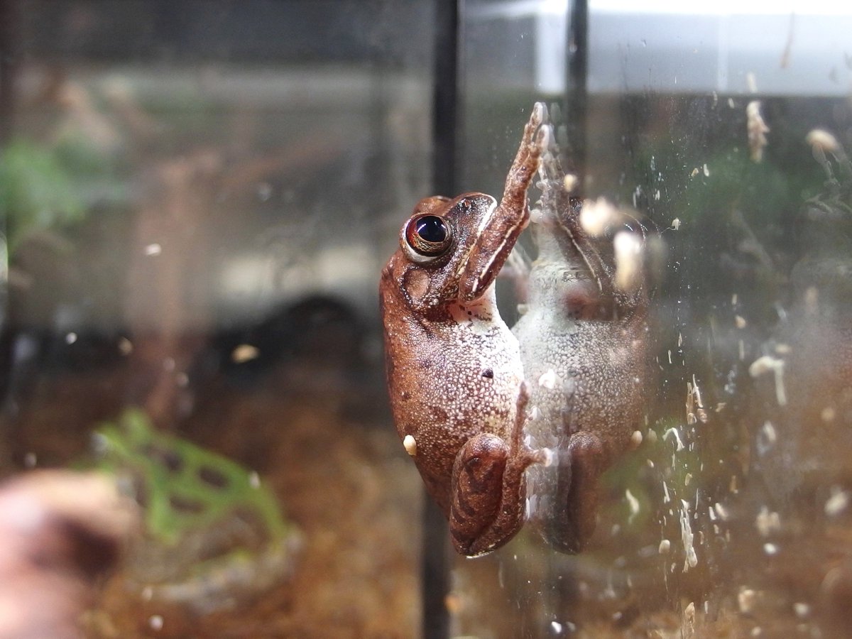 ガーナビッグアイツリーフロッグ