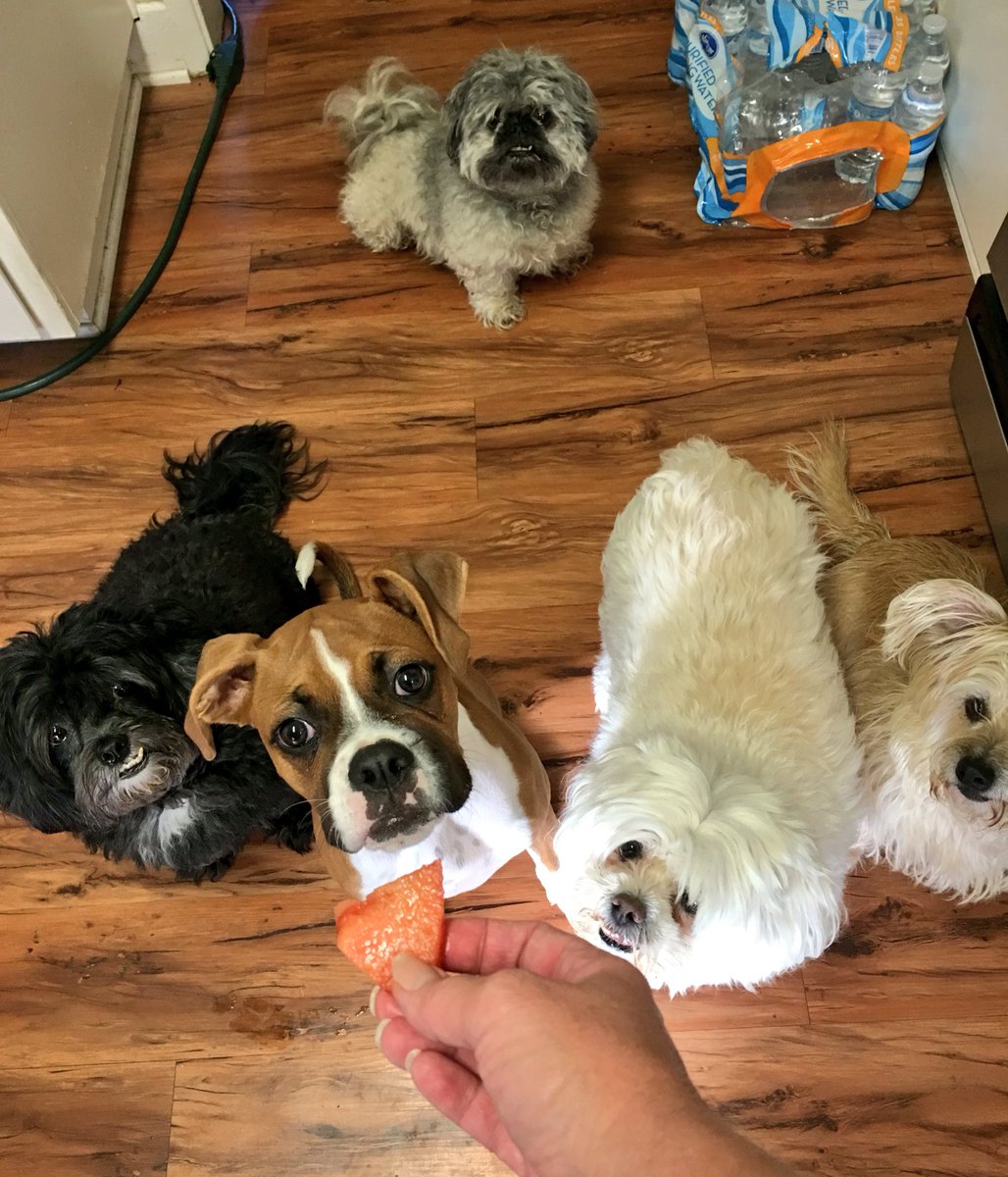 dreneehawkins's tweet image. Watermelon chucks 4/the pack #ilovedogs #dogpack @T_Fahrney @violettheboxer @LucyFan4 @k9kayaks @BoxerDogUnion