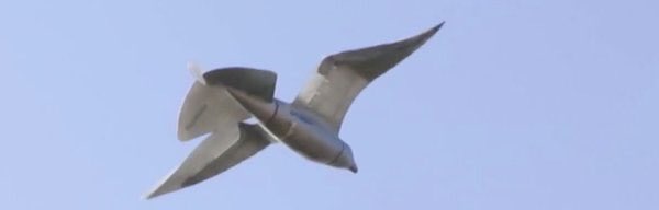 sxdoc's tweet photo. It's not a bird... and it's not a plane. Meet #robobird! https://t.co/BlRvMhXMP0 https://t.co/PNdnpuWFhx