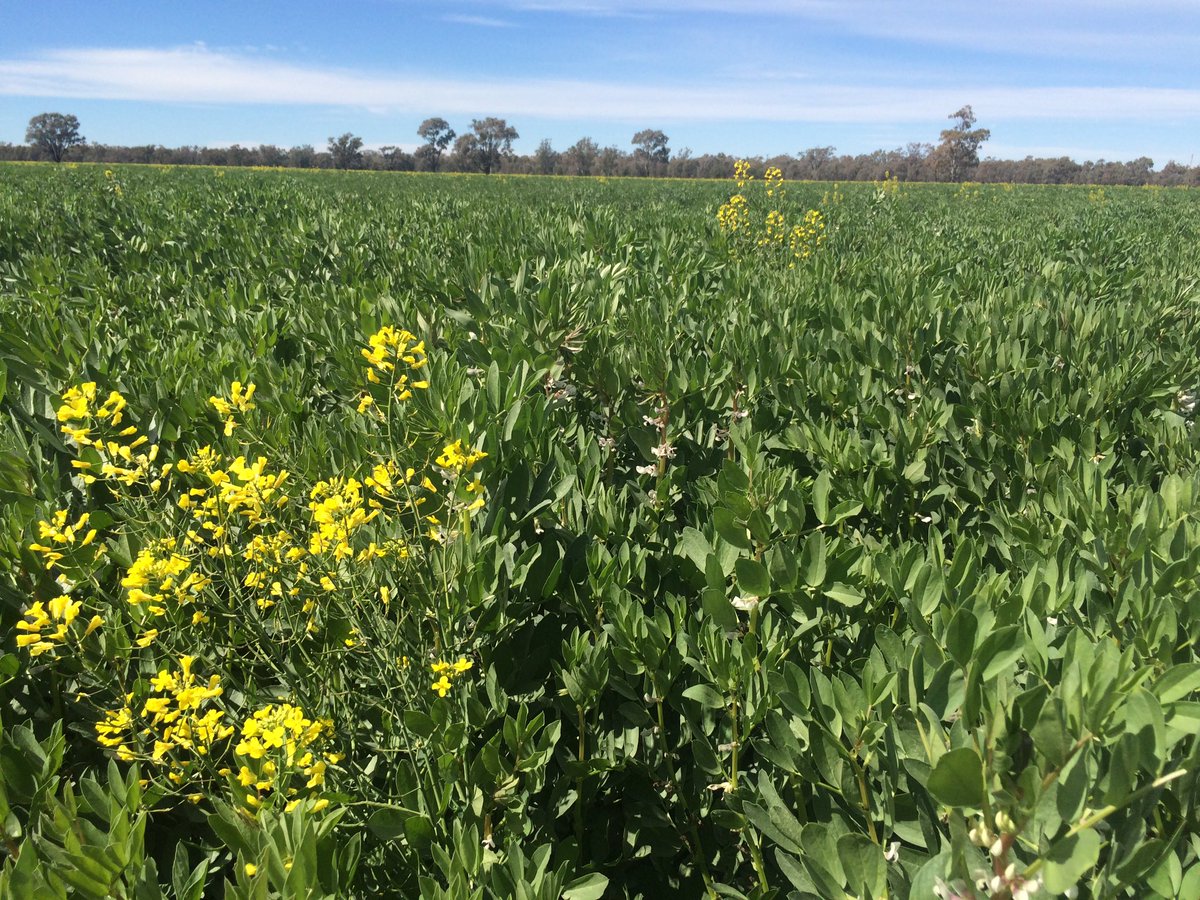 JustinRamsay22's tweet photo. Vol RR canola from two yrs ago in #fababeans. Should blow out the back of the header?? https://t.co/BUBzkqZJCD