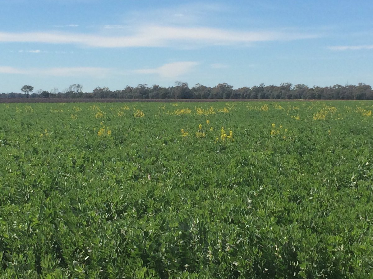 JustinRamsay22's tweet photo. Vol RR canola from two yrs ago in #fababeans. Should blow out the back of the header?? https://t.co/BUBzkqZJCD