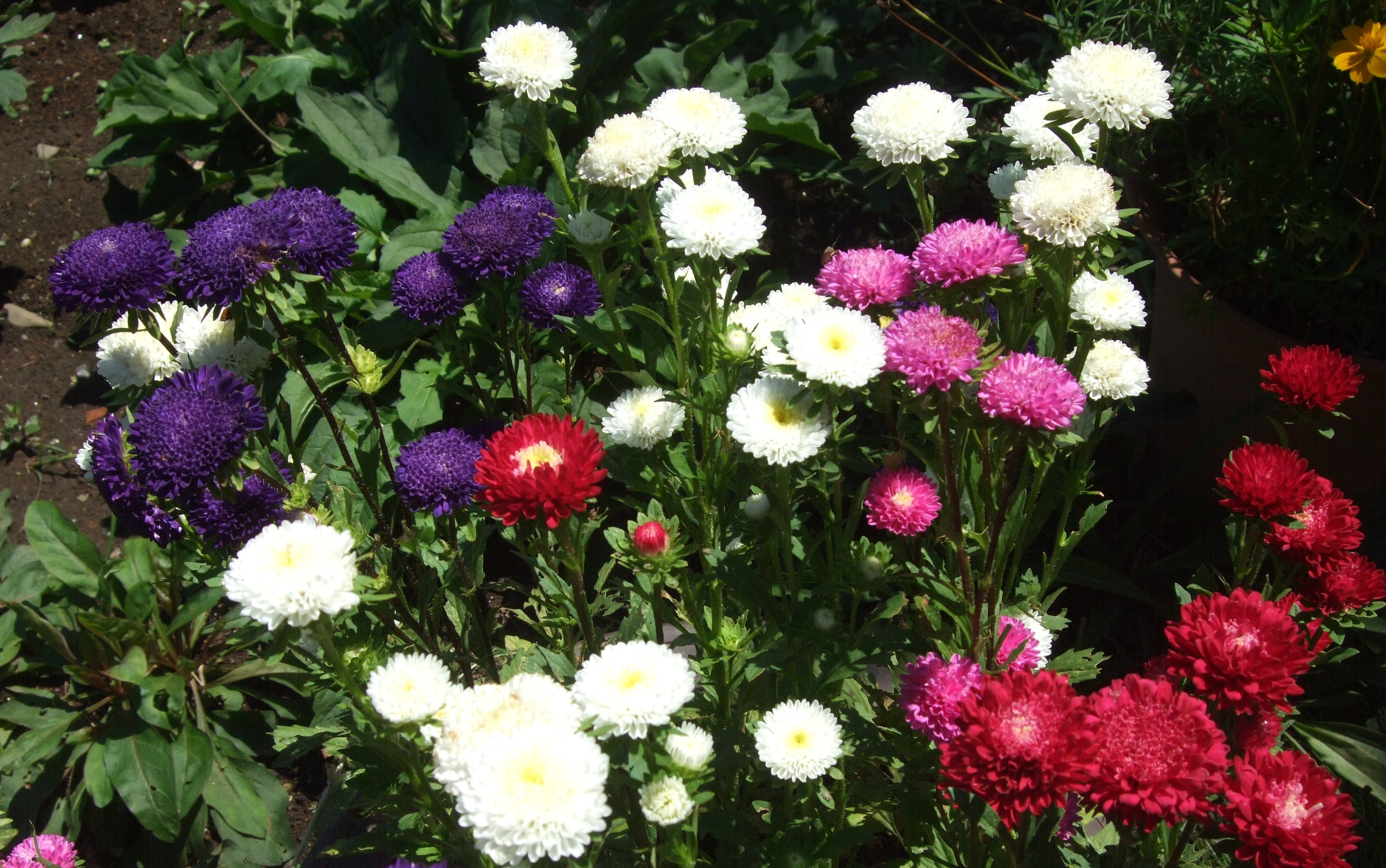 ট ইট র いりちゃん 花と月に魅せられて きょう8月29日の誕生花 アスター この花は キク科 エゾギク属の春まき一年草 花言葉 変化 忠実 思い出 追憶 多様性 信じる恋 信じる心 心残り さようなら 互いに想う 心くばり 私を信じて下さい