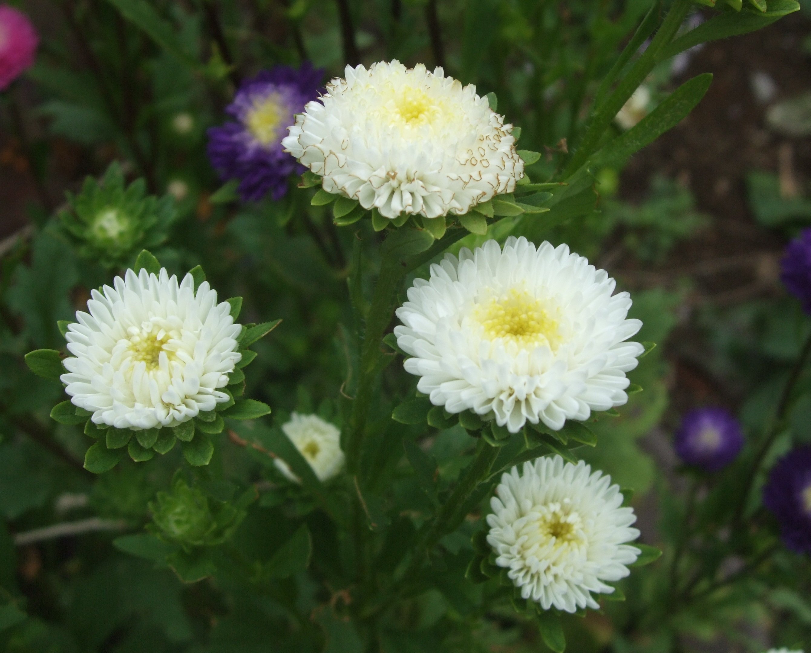 Twitter এ いりちゃん 花と月に魅せられて きょう8月29日の誕生花 アスター この花は キク科 エゾギク属の春まき一年草 花言葉 変化 忠実 思い出 追憶 多様性 信じる恋 信じる心 心残り さようなら 互いに想う 心くばり 私を信じて下さい
