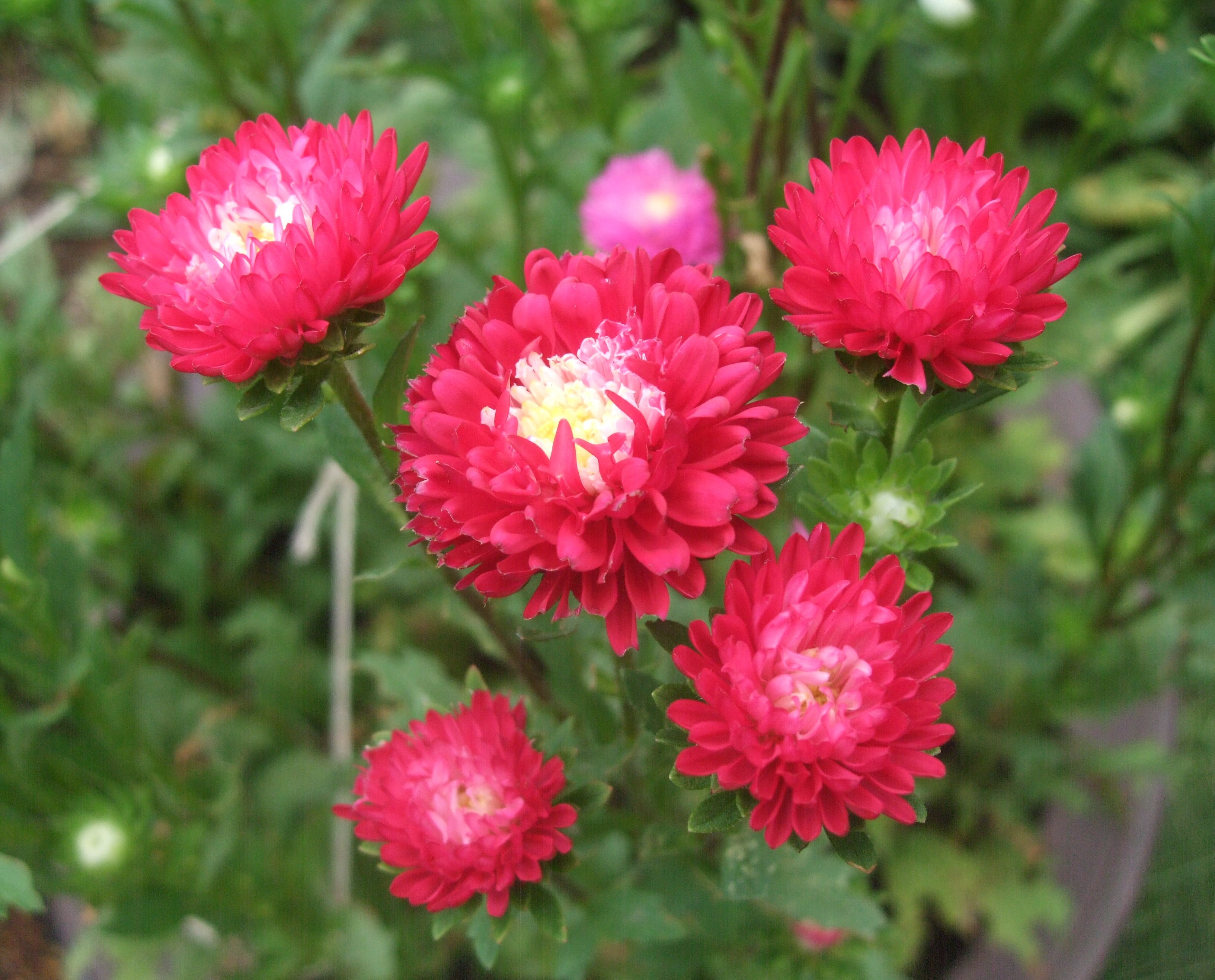 Twitter এ いりちゃん 花と月に魅せられて きょう8月29日の誕生花 アスター この花は キク科 エゾギク属の春まき一年草 花言葉 変化 忠実 思い出 追憶 多様性 信じる恋 信じる心 心残り さようなら 互いに想う 心くばり 私を信じて下さい