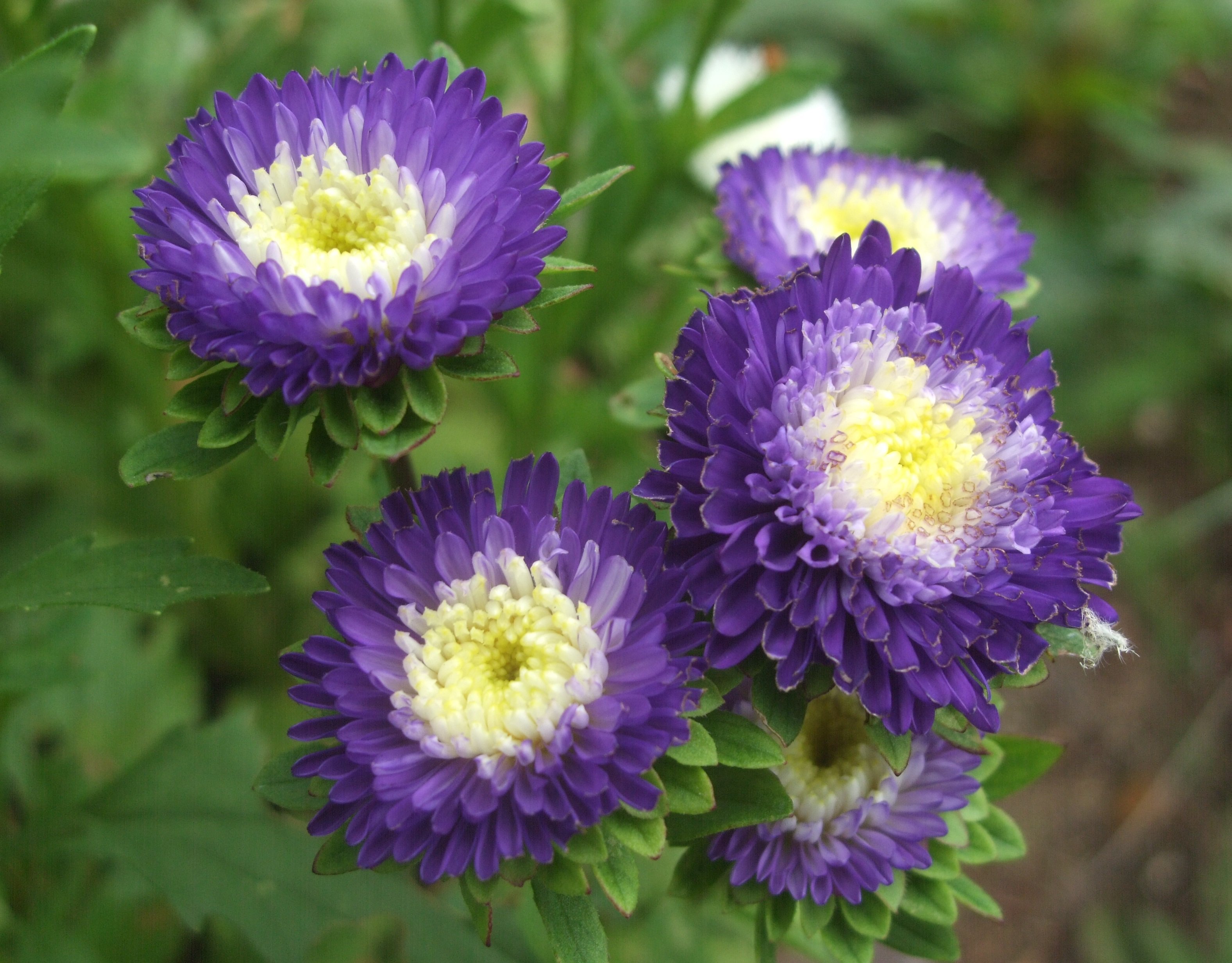 ট ইট র いりちゃん 花と月に魅せられて きょう8月29日の誕生花 アスター この花は キク科 エゾギク属の春まき一年草 花言葉 変化 忠実 思い出 追憶 多様性 信じる恋 信じる心 心残り さようなら 互いに想う 心くばり 私を信じて下さい