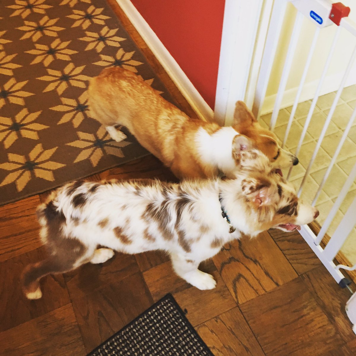 CorgiTrouble's tweet image. So... I got a new brofur today. Say &apos;Hi&apos; to Finn!