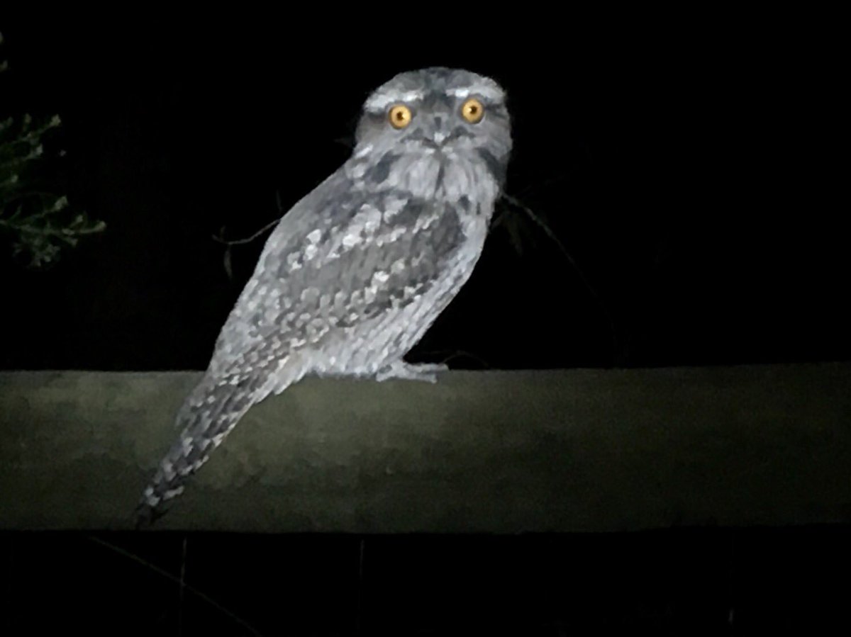 beata_mounsey's tweet photo. What creepy eyes this Tawny Frog mouth owlish https://t.co/jrtKFBHXRA