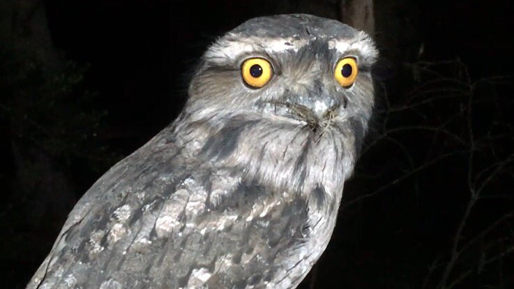 beata_mounsey's tweet photo. What creepy eyes this Tawny Frog mouth owlish https://t.co/jrtKFBHXRA