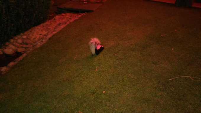 I spent my 27th birthday like an adult should. Drunk. Chasing animals that smell! https://t.co/TOveS