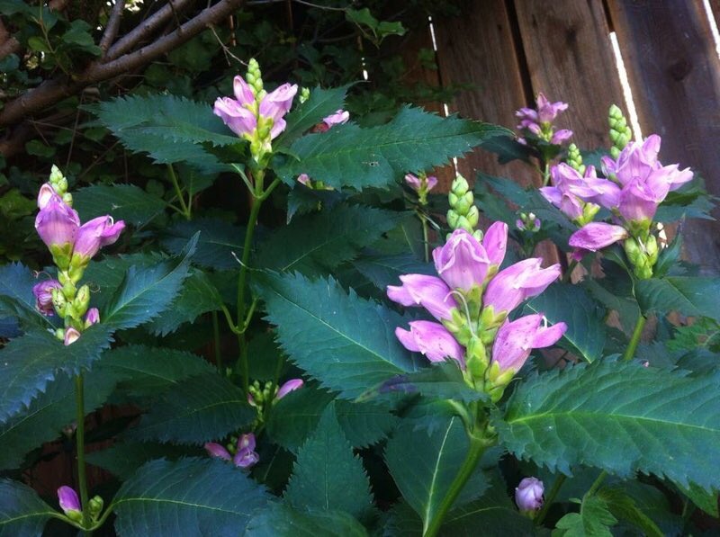 fluttrbyproject's tweet image. Our #turtlehead is in bloom, and our #asters are just about there. Let the fall nectaring begin! #Ready4TheMigration