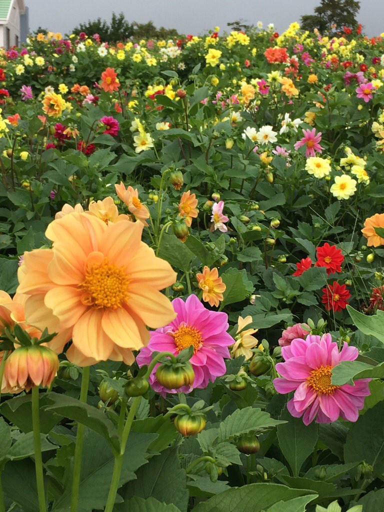 天空のダリア祭り