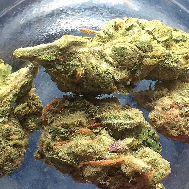 DoddleMiranda's tweet photo. my friends rocking some nice buds https://t.co/TMcYrQ3bKk