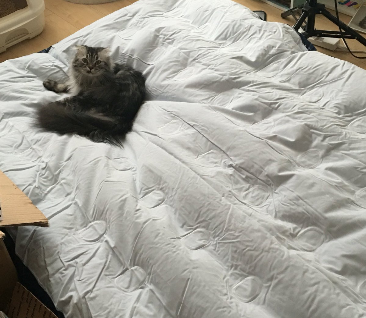 heyitssharla's tweet photo. Setting up a bed for a special guest👭💕 Maro sat there the whole time as I inflated it😂 https://t.co/plRqC6kf7y