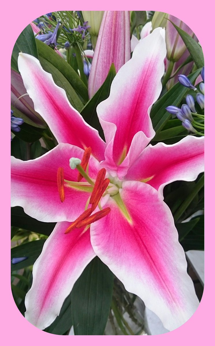 VOFBakkum's tweet image. #lelie #paradero maandag @FloraHolland tevens @FloraMondo