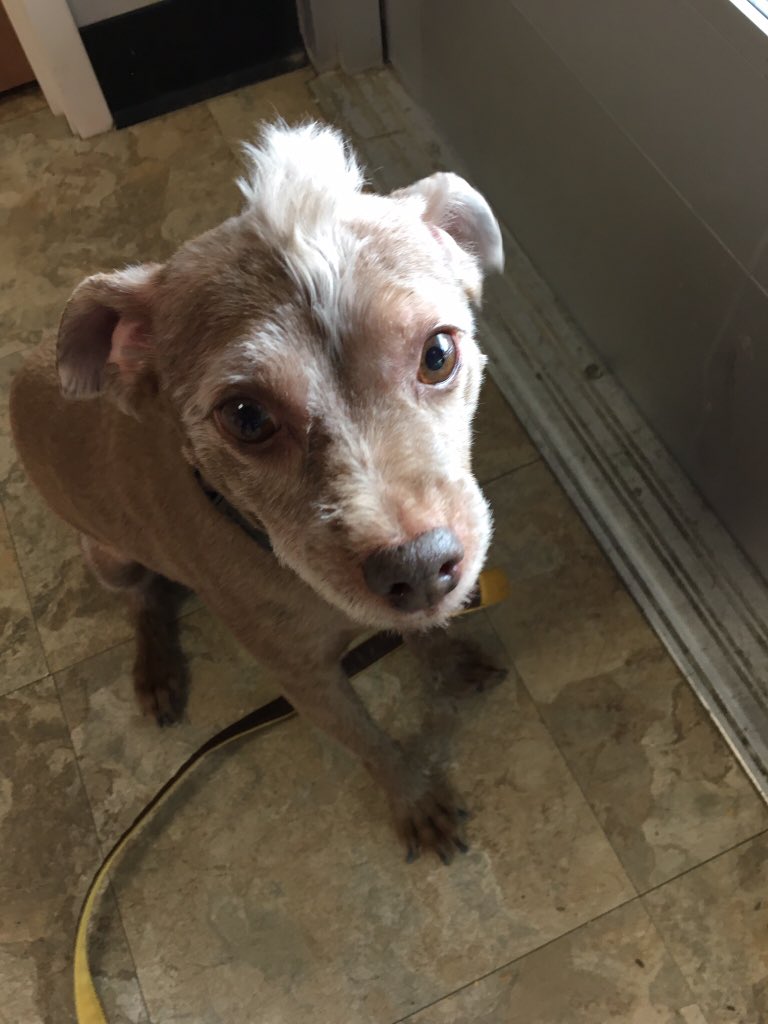 Deleted61633672's tweet photo. @JZhei From pups on parole, heaven can wait🐾🐾😍 https://t.co/GhO4feDun5