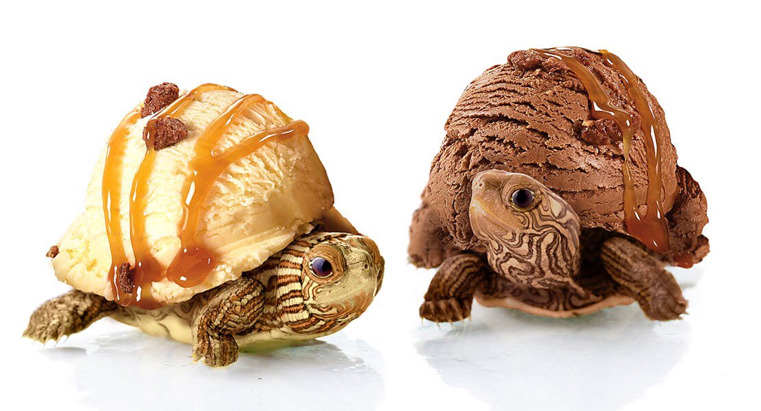 DennysDiner's tweet photo. turtle sundaes are sooooooo cuuuuuuute!!!! https://t.co/dG6LEplFBQ
