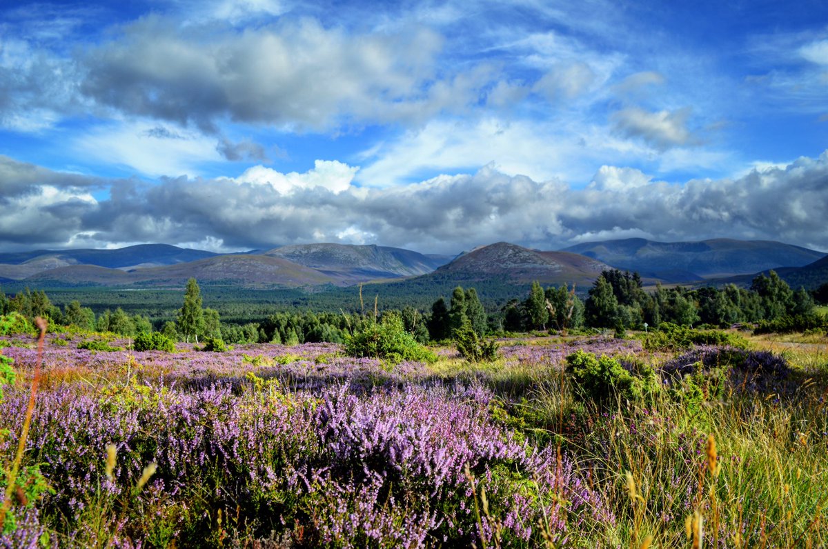 VisitCairngrms's tweet image. The heather looks and smells amazing right now #smellslikescotland 💜 @VisitScotland