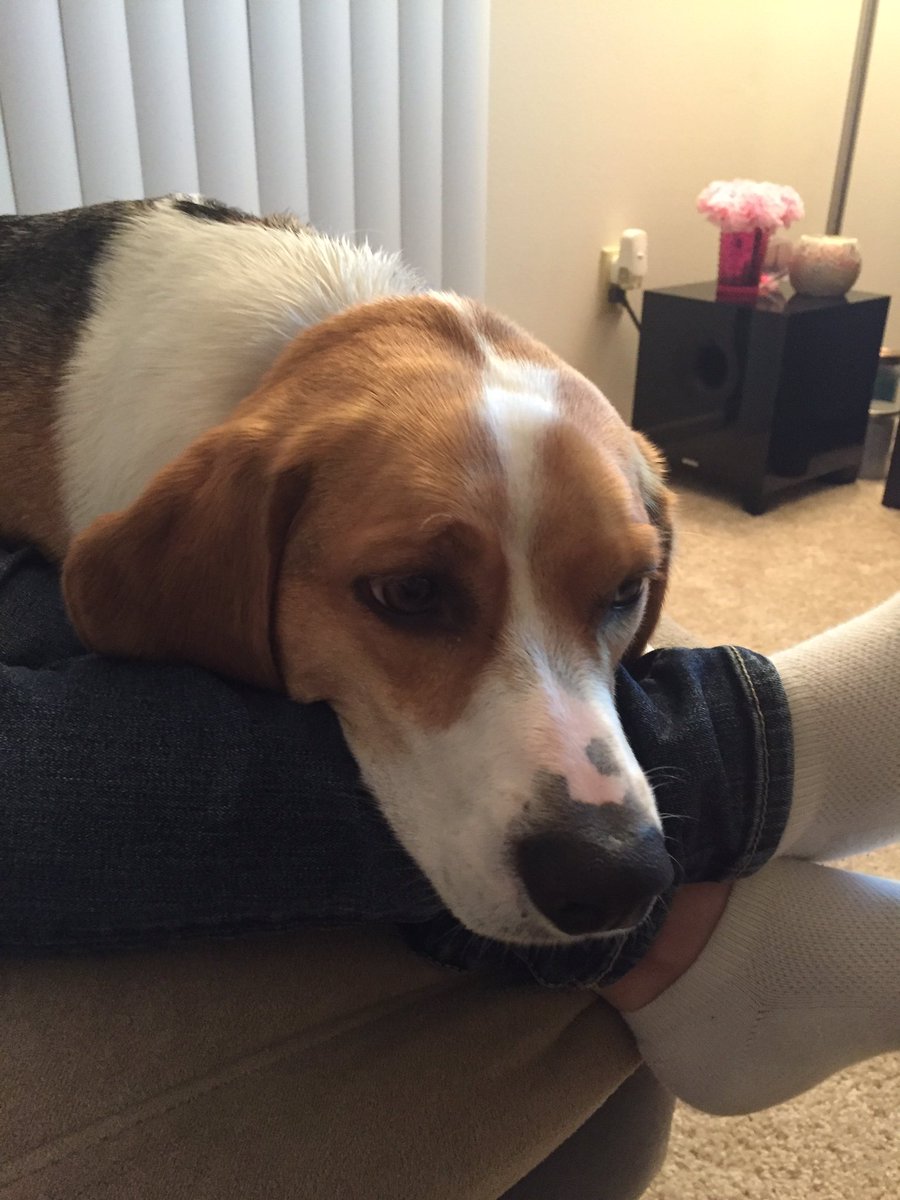 Axel The Beagle (@axelthebeagle) on Twitter photo 