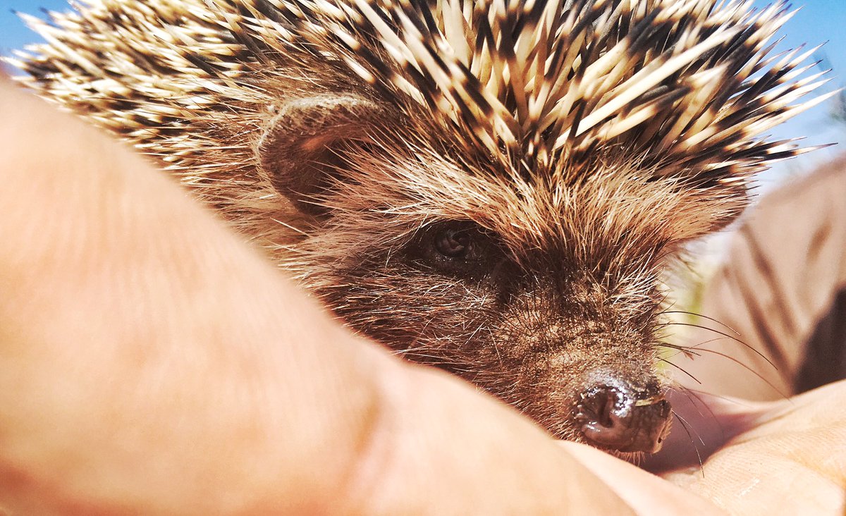 Armin du Preez tweet media