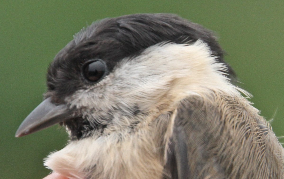 OwainGabb's tweet photo. #Oxwich #birdringing 18 Aug: a Gower rarity See: https://t.co/jDU897z57W @Emma_Owl_Cole @goweros @BTO_Cymru @_BTO https://t.co/D06UoPJ43a