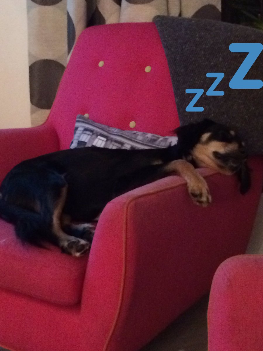 Bee_M_C's tweet photo. Truly is a dogs life! #Nico #dog #spoiled https://t.co/37pxv1UFQp