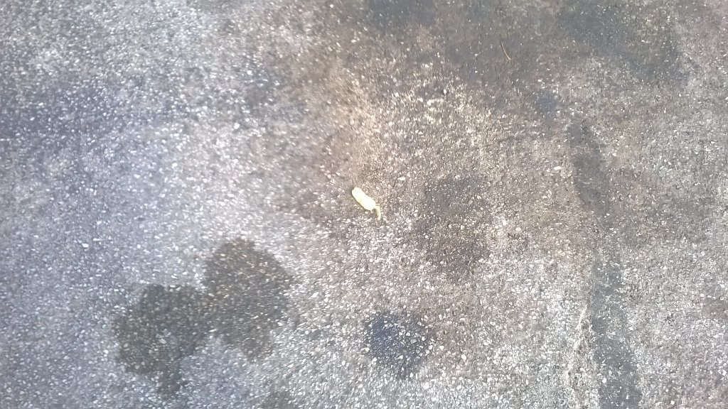localclowncrew's tweet image. #deadpepper #btfu #ClownZero