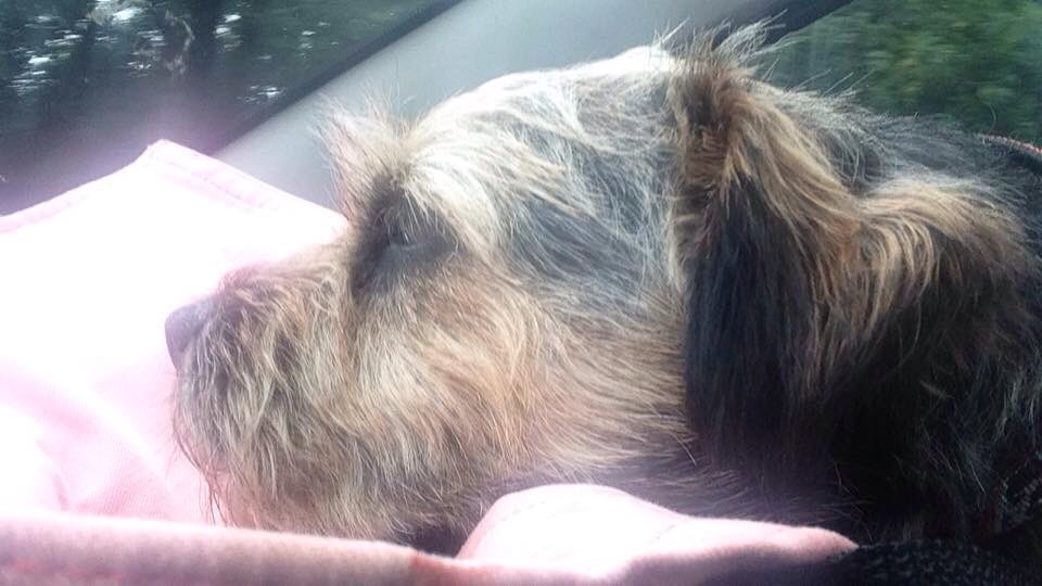 stan_border's tweet image. I didn't enter the BT class at The Lakeland Country Fair today....have to give the others a chance...#handsome