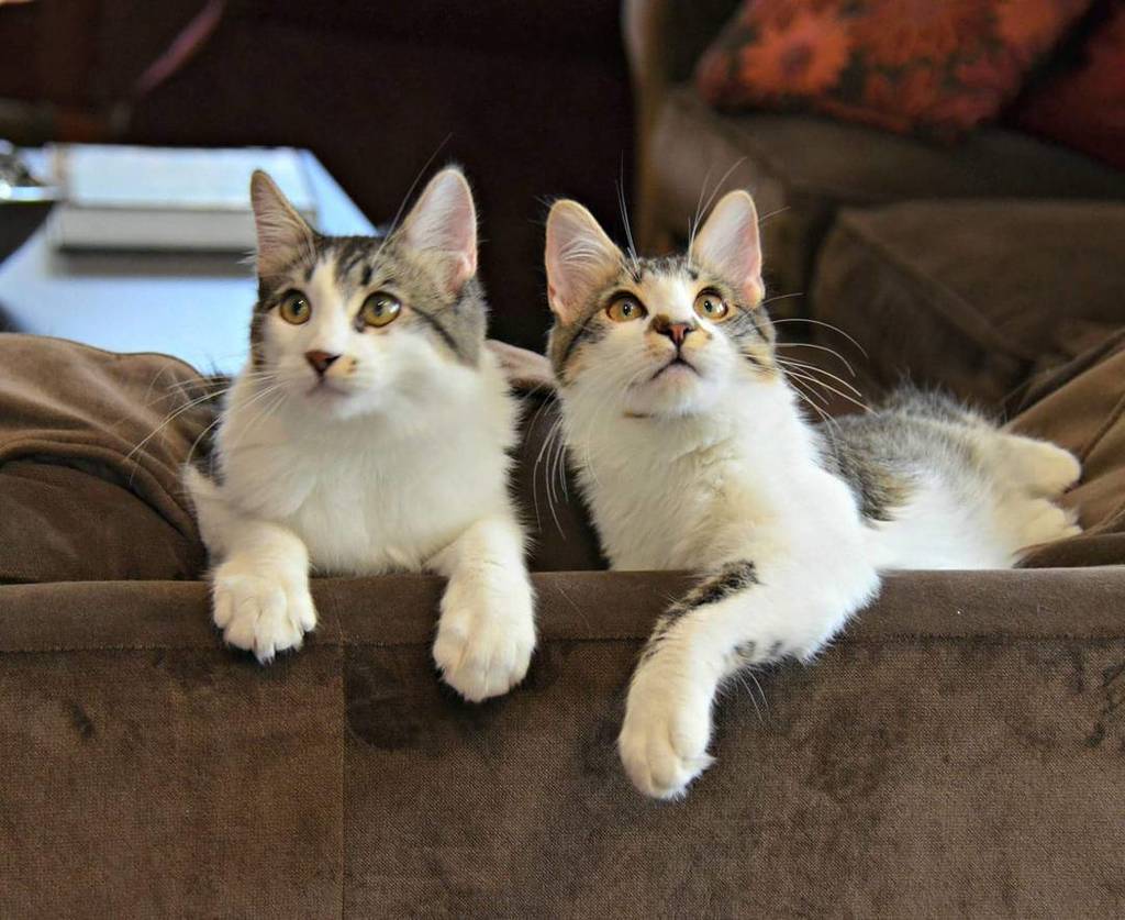 svpetproject's tweet photo. Ross and Chandler are ready #adoption! These sweet & fun #teencats are littermates and bes… https://t.co/RifVIQDk1h https://t.co/2jQ0GXoc1u