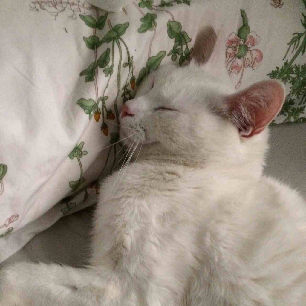 SM_BlackDiamond's tweet photo. Little art 🌼
#Lola https://t.co/KM2MxOQkXs