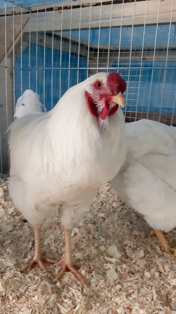RebelHensPG's tweet photo. Blue ribbon chanteclers at the BCNE. The only Canadian chicken breed #BCNE #4HPoultry #chickens #Chanteclers https://t.co/oZy94UXyRm