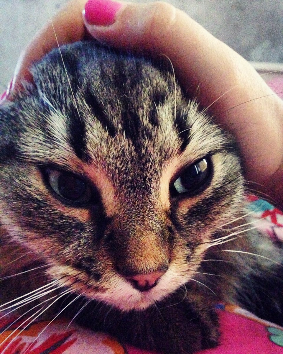 CourtneyNeutron's tweet photo. @SolitaNQ Ariel the cat when she's hungry...... https://t.co/buoIoWa0u5