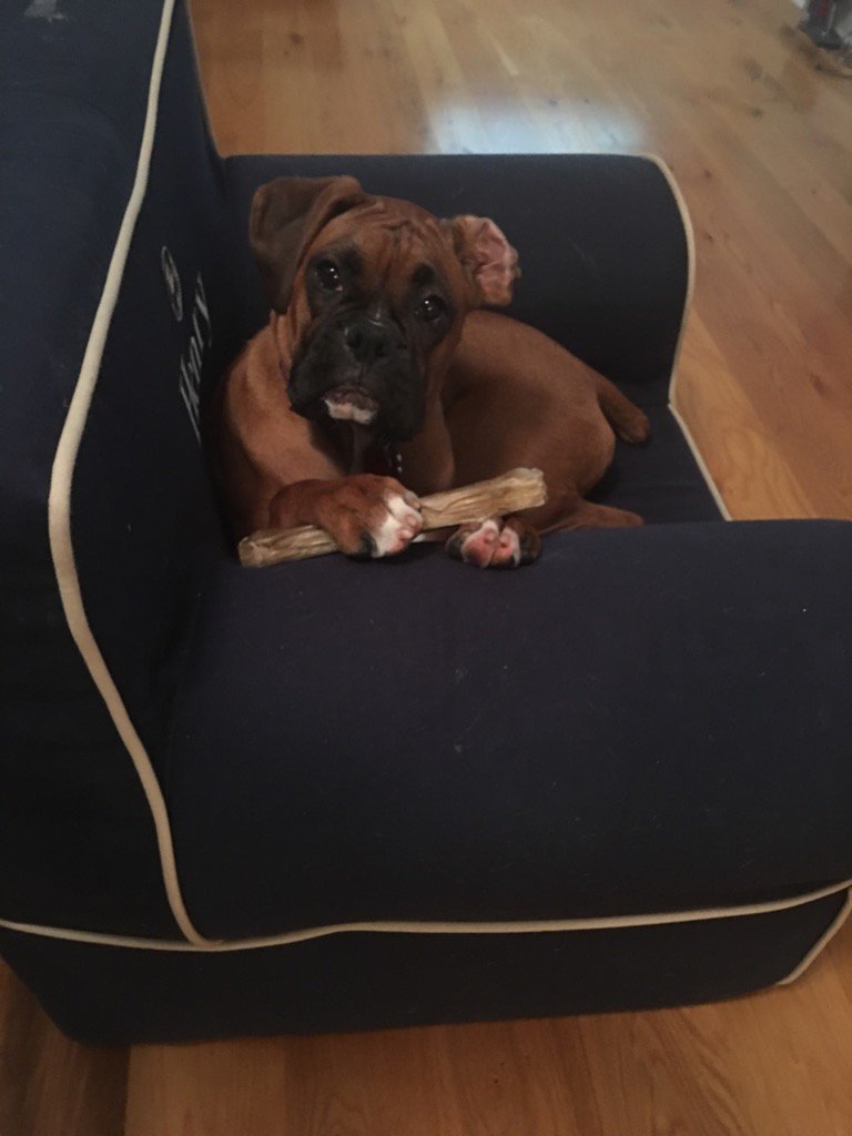 Elise_Citrin's tweet photo. @PotteryBarnKids  Clearly she thinks it's hers... #puppylove #anywherechair #canihelpyou https://t.co/J7rOspJlHE