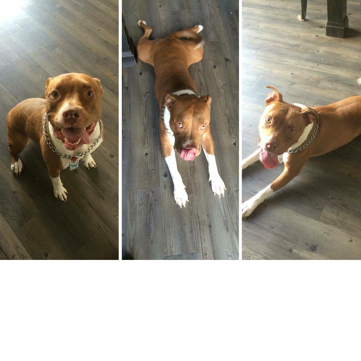 thankdogiamout's tweet photo. Urgent 3 days to REHOME an absolute angel Diesel contact hello@jetpetresort.com @thankdogiamout #jetpet #Diesel https://t.co/SWMq3Z8ZBe