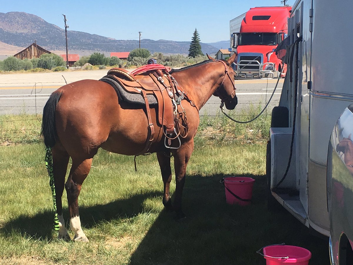alanpmitchell's tweet image. Another good roping!!!!#YouMightBeATeamRoperIf #Cowboycordage #gatorropes