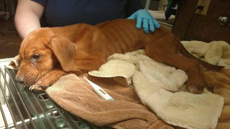 Barbi_Twins's tweet photo. REWARD #GA>#Puppy thrown over fence was tortured, raped, burned>DIED! Need #JusticeForCaleb>https://t.co/rcHQPtoyoj https://t.co/E8Uq1v0eyX