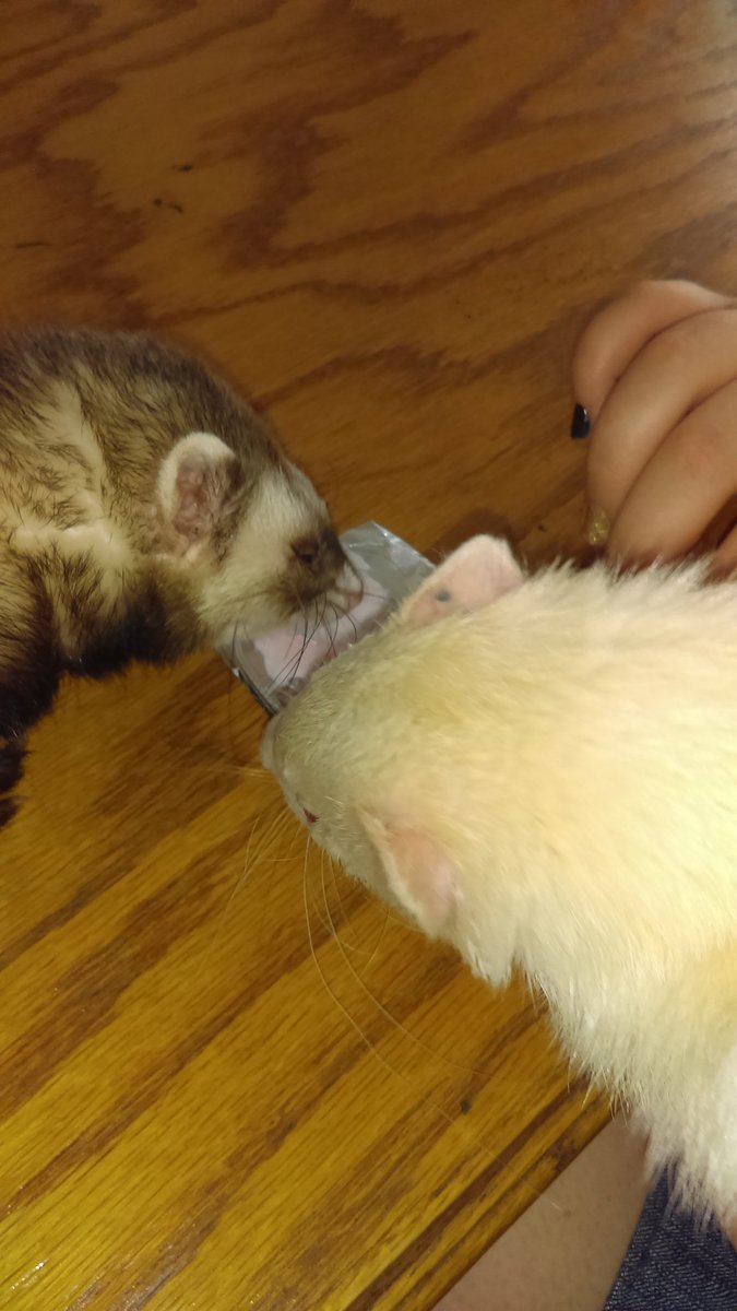 AltizerAol's tweet photo. Sammy thinks everything's his😈Meg https://t.co/sMQyDjNnV1